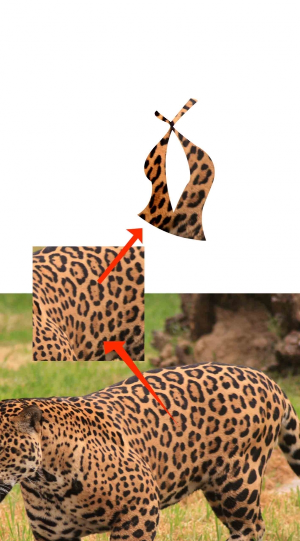 Creation of Leopard: Step 1